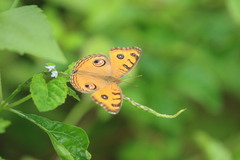 Junonia almana