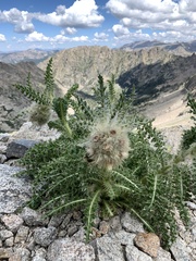 Cirsium scopulorum