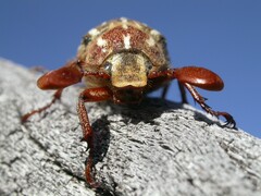 Polyphylla decemlineata