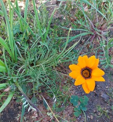 Gazania pectinata