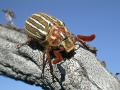 Polyphylla decemlineata