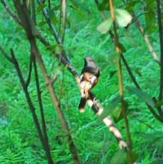 Phoenicurus auroreus