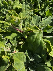 Mesembryanthemum crystallinum