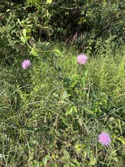 Cirsium muticum