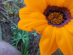 Gazania pectinata