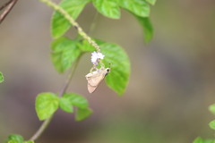 Borbo cinnara