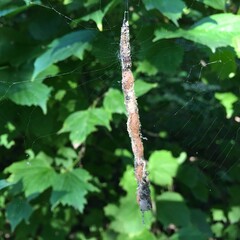 Cyclosa octotuberculata