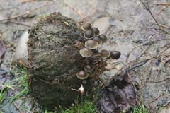 Panaeolus papilionaceus