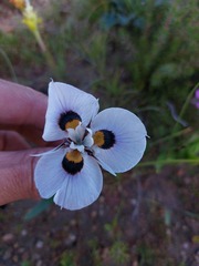 Moraea villosa