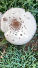 Macrolepiota