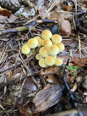 Hypholoma