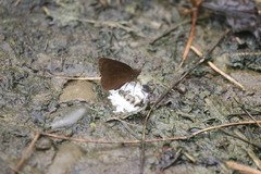 Ancistroides nigrita