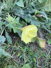 Oenothera glazioviana