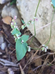 Fallopia convolvulus