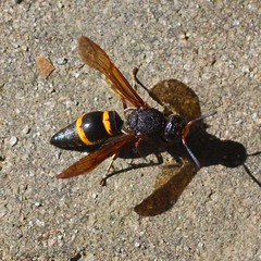 Orancistrocerus drewseni