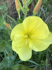 Oenothera glazioviana