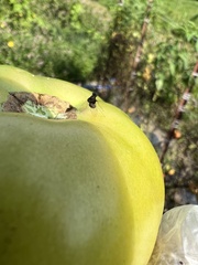 Chrysopilus basilaris