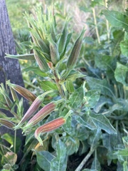 Oenothera glazioviana