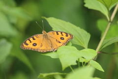 Junonia almana