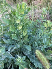 Oenothera glazioviana