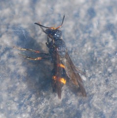 Orancistrocerus drewseni