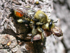 Laphria fernaldi