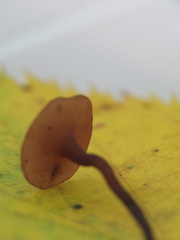 Sclerotinia