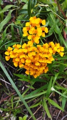 Tagetes lucida