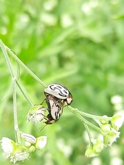 Zygogramma bicolorata