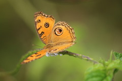 Junonia almana