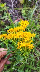 Tagetes lucida