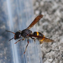 Orancistrocerus drewseni
