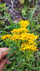 Tagetes lucida