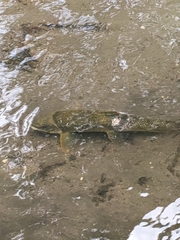 Catostomus commersonii