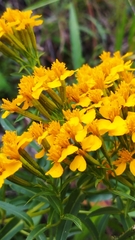 Tagetes lucida