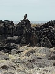 Buteo galapagoensis