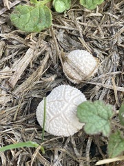 Lycoperdon