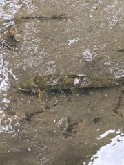 Catostomus commersonii