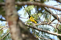 Oriolus xanthornus