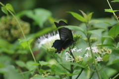 Papilio protenor