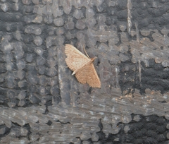 Erebidae