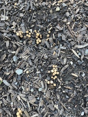 Nidulariaceae