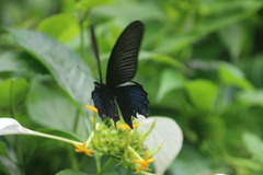 Papilio protenor