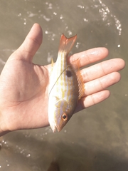Lutjanus synagris