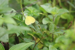 Eurema hecabe