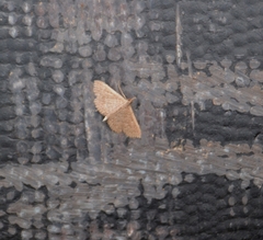 Erebidae