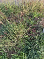 Bothriochloa ischaemum