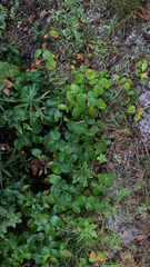 Toxicodendron rydbergii