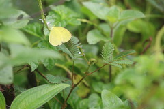 Eurema hecabe