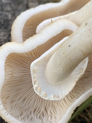 Cyclocybe aegerita